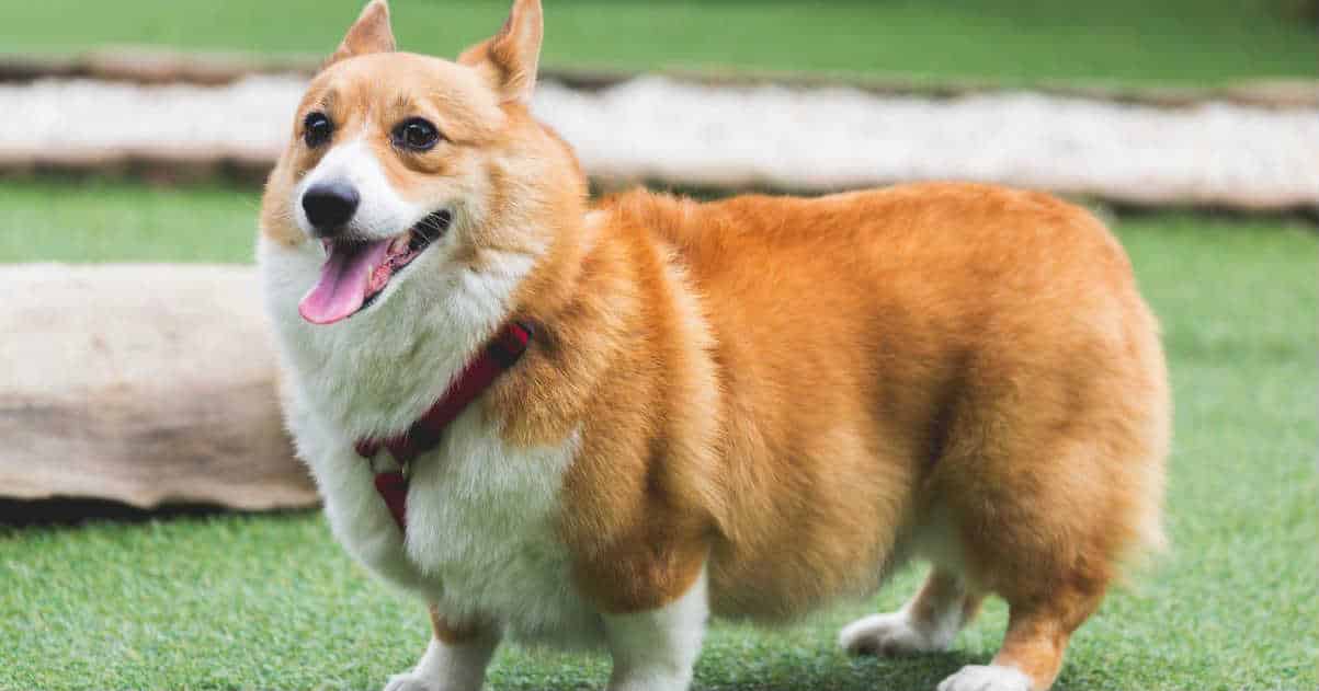 Không nên nuôi chó Corgi nếu bạn sống ngăn nắp
