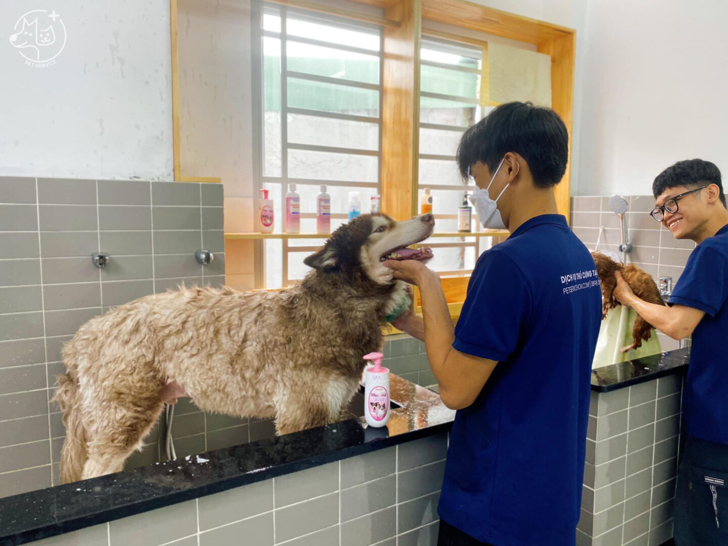 cách trị ve chó hiệu quả tại nhà