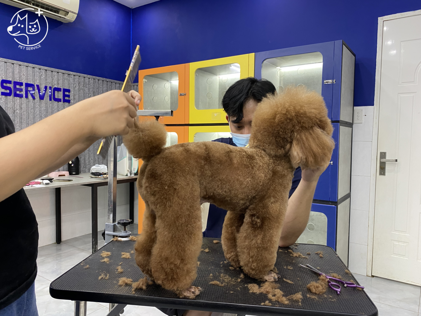 Combo tắm cắt tỉa lông