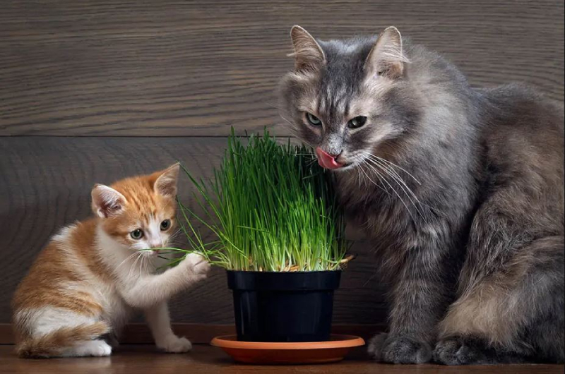 Cỏ cho mèo giúp mèo ăn ngon miệng hơn, lông bóng mượt
