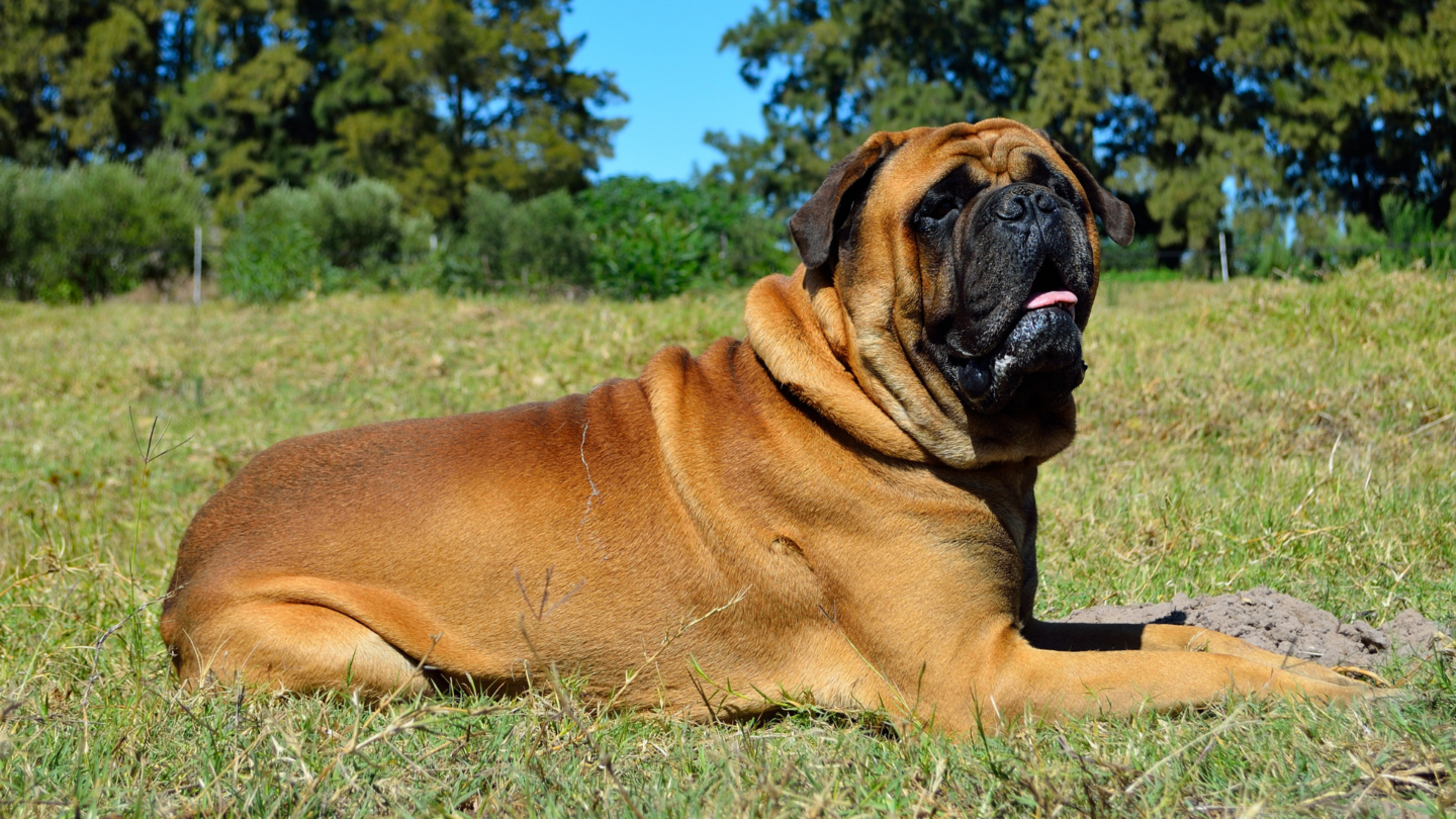 chó Bullmastiff