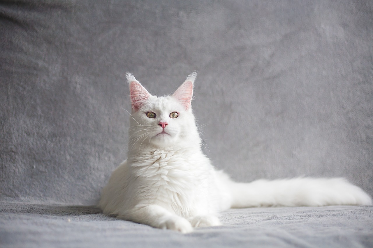Mèo – Thú Cưng Yên Tĩnh Cho Chung Cư