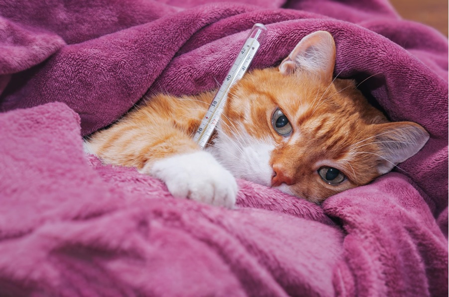 Mèo bị bệnh nặng có thể nôn ra máu