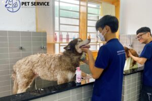5 spa thú cưng Quận 6