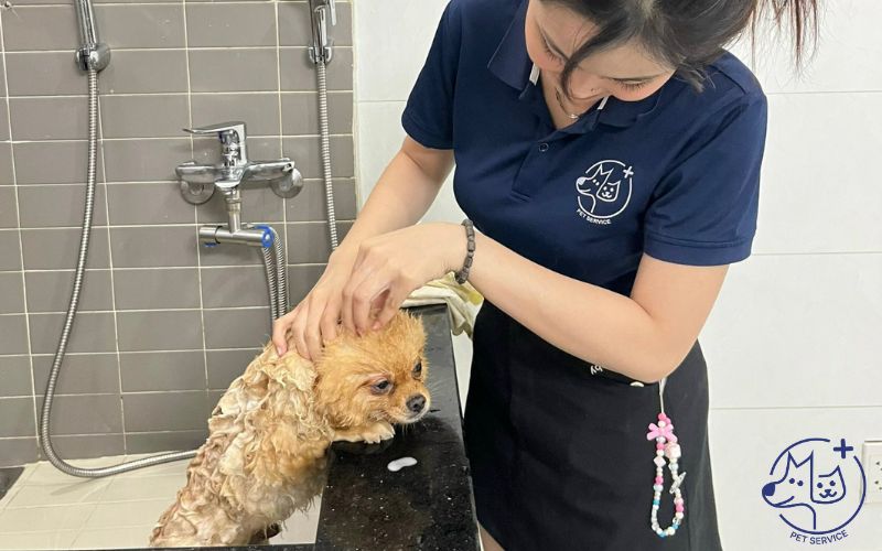 Spa pet Quận 7 – Pet shop và dịch vụ chăm sóc thú cưng