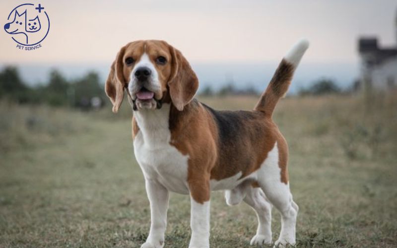 Kinh nghiệm nuôi chó Beagle