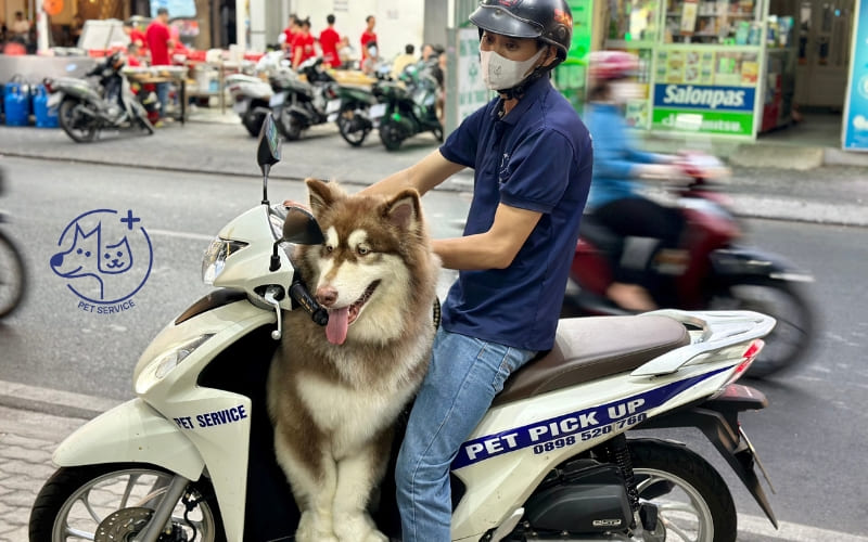 Pet Service đưa đón thú cưng miễn phí