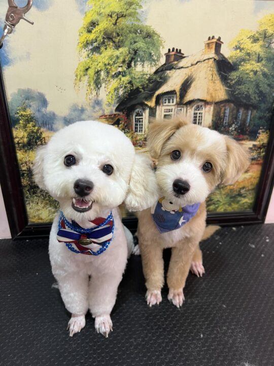 Hachiko Pet Spa – Chuyên nghiệp trong top 5 spa thú cưng Quận 7
