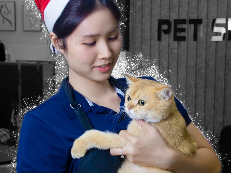 Pet Service hướng dẫn cách chăm sóc mèo con mới nhận nuôi