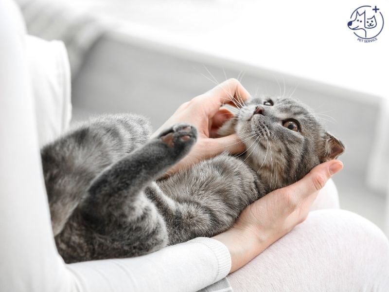 Cách chăm sóc mèo con mới nhân nuôi là cần không gian