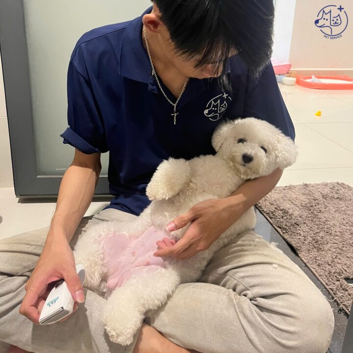 Dịch vụ tắm thú cưng tại nhà TP.HCM
